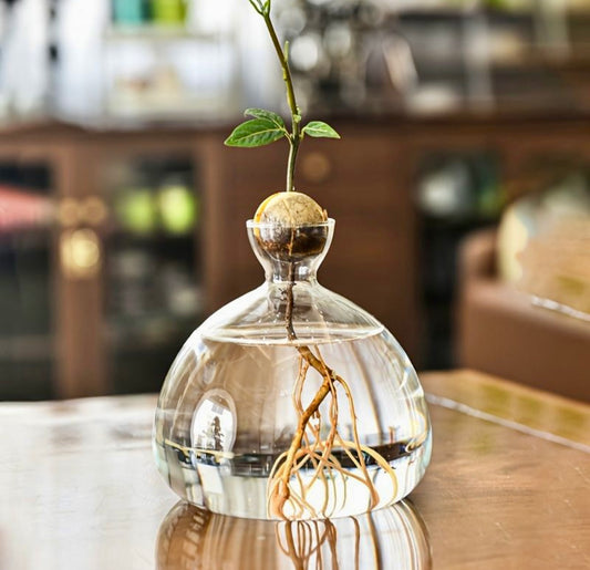 Avocado Seed Glass Vase